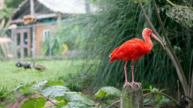 An ibis in the South American aviary