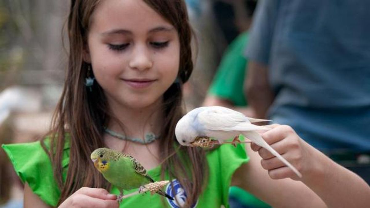 Feeding parakeets at the Landing Zone at Sylvan Heights Bird Park