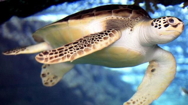 A turtle at Fort Fisher Aquarium at Kure Beach