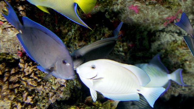 Planning money for new aquarium late addition to state budget