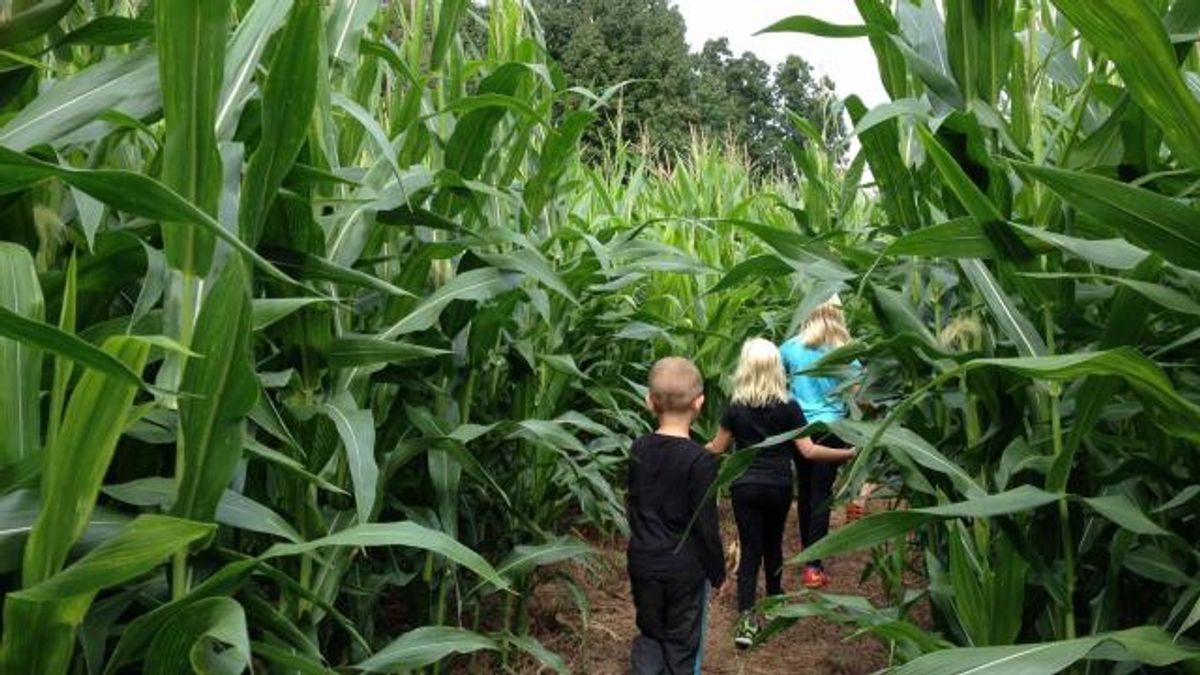 Farmer Ganyard at Upchurch Farm, Cary
