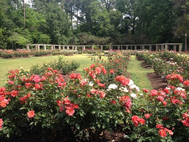 Raleigh Rose Garden