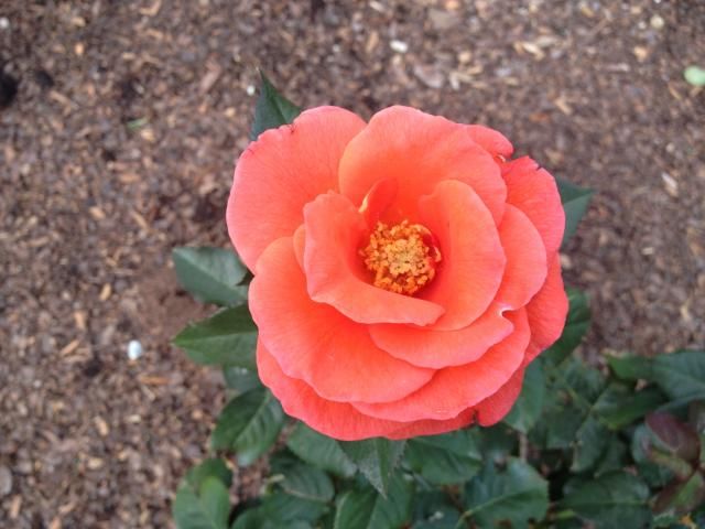 Raleigh Rose Garden
