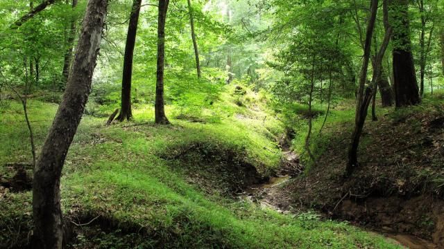 Company Mill Trail at Umstead State Park