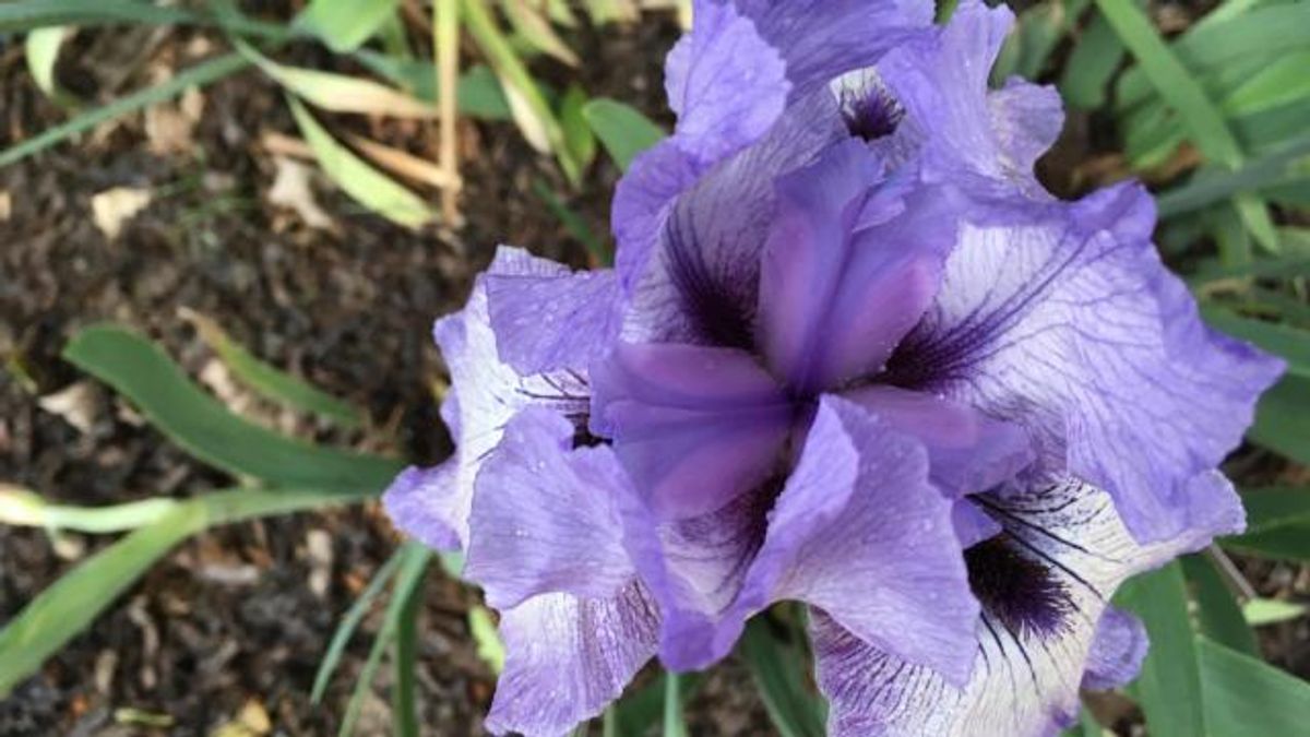 Spring blooms at JC Raulston Arboretum in Raleigh