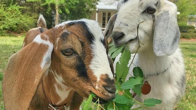 Baby goats at Historic Oak View County Park