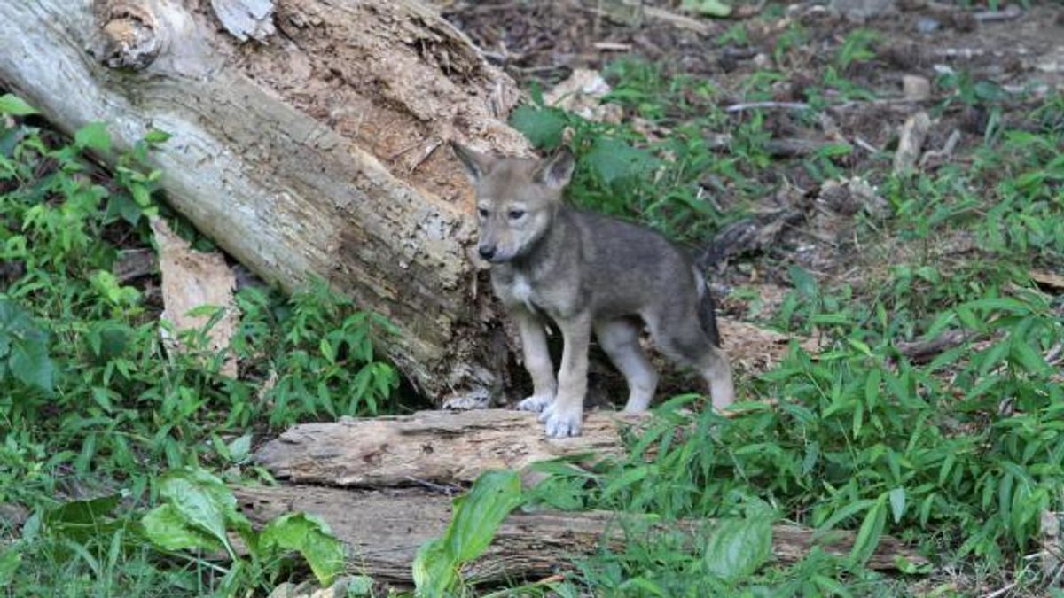 Red wolf pup at the Museum of Life and Science in Durham