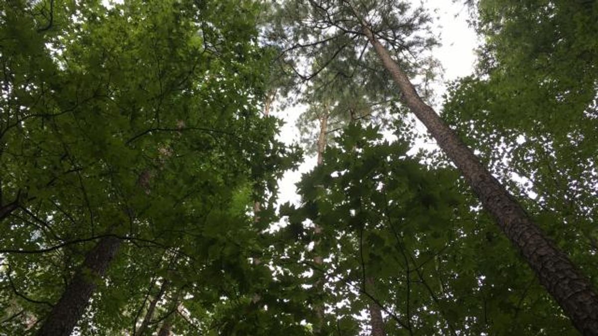 Destination: Children's Nature Trail at Hemlock Bluffs Nature Preserve