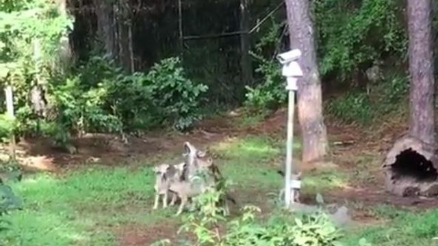 Museum of Life and Science captures its red wolf pups trying to howl