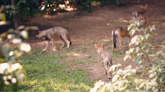 Red wolf pups run and interact with their parents at the Museum of Life and Science in Durham