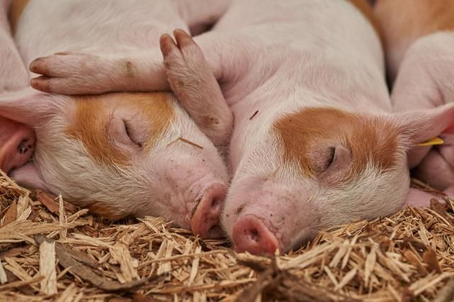 Baby pigs