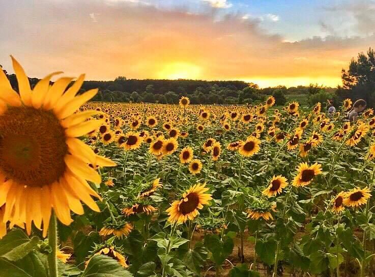 The top 7 picnic spots in Raleigh