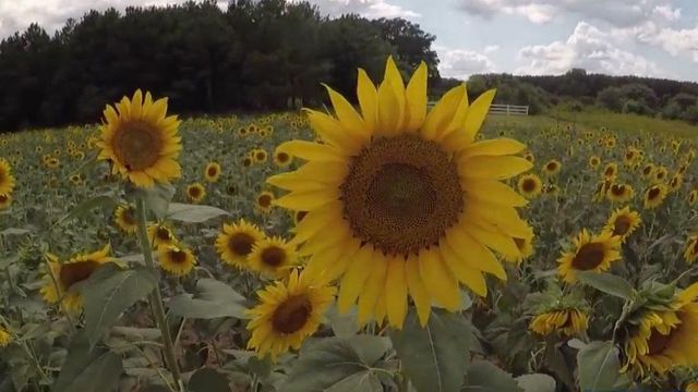 Sunflowers bloom at Dix Park