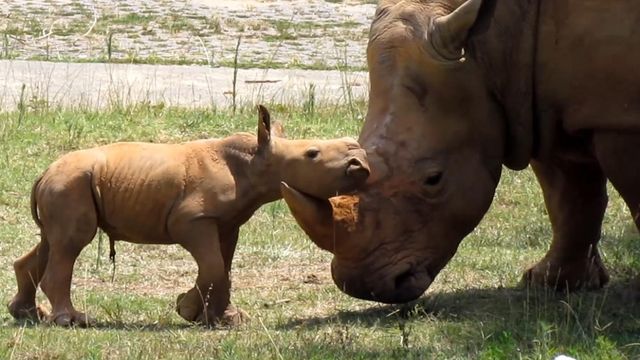 Rare Baby Rhino born on Friday the 13th 