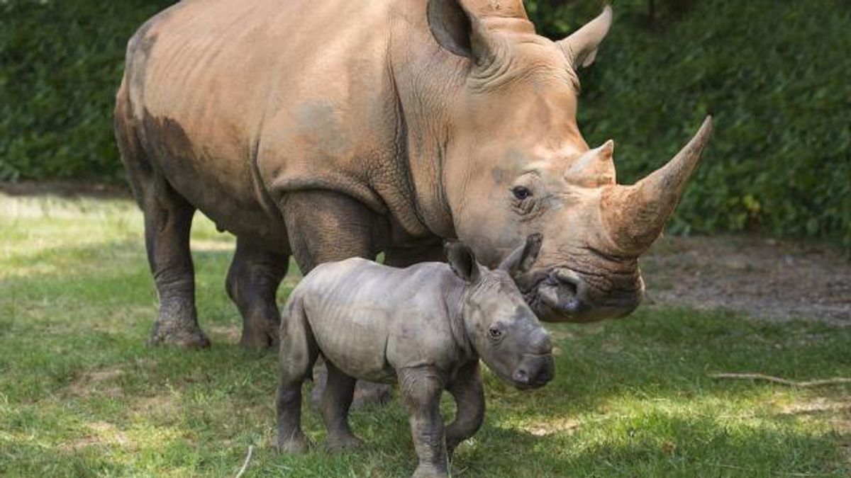 Rhino Mom Linda with baby Rhino at the North Carolina Zoo