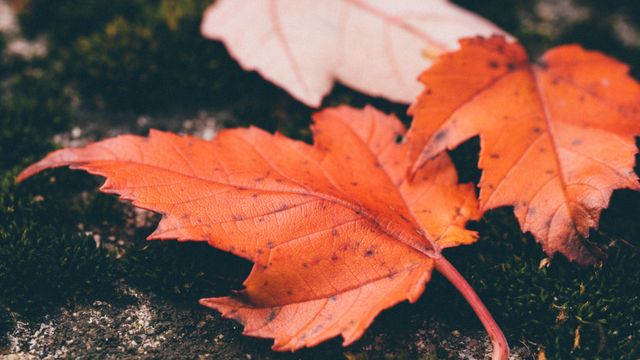 Why you don't need to rake your leaves this fall