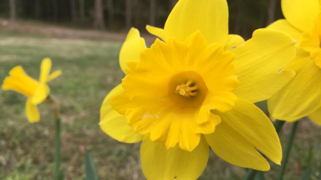 Daffodils at Dix Park