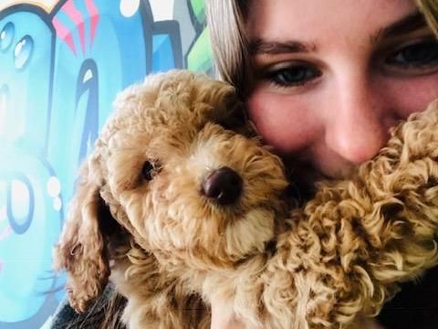 Amanda Lamb's daughter and their new puppy