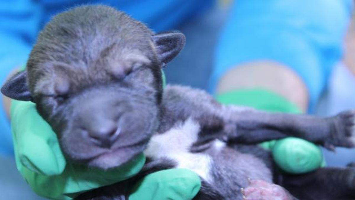Red wolf pups born at the Museum of Life and Science, April 22, 2019