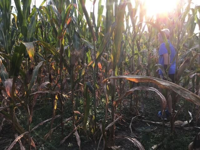 Corn maze at the NC Museum of Art