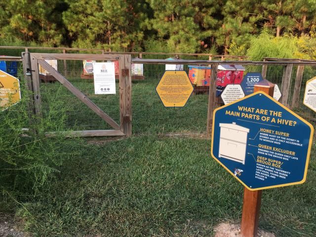 Learn about bees at the NC Museum of Art