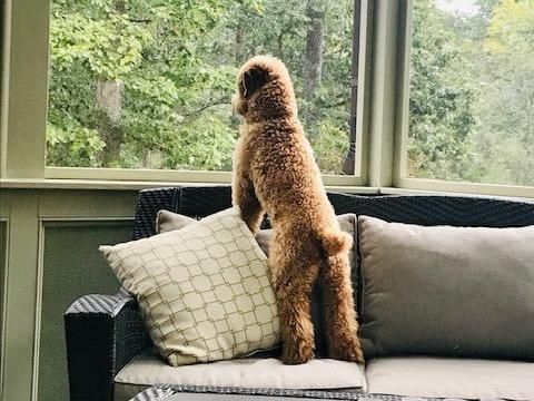 Amanda's dog spots something out the window
