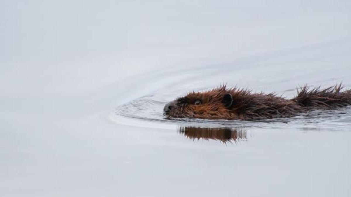 Marbles IMAX offers free screenings of 'Beavers,' one of the first ...