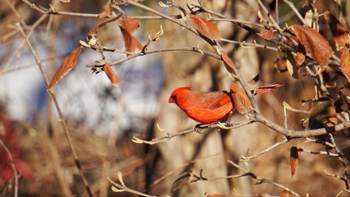 Cardinal