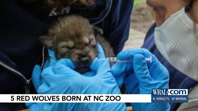 NC Zoo celebrates birth of five red wolf pups
