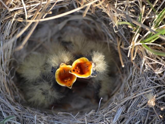 8 things to know about the baby birds appearing in your backyard right now