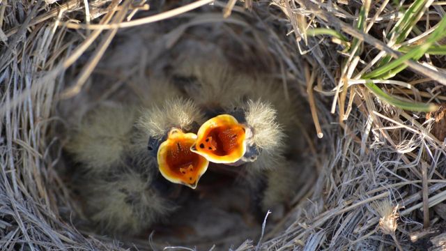 Baby Birds Out of the Nest