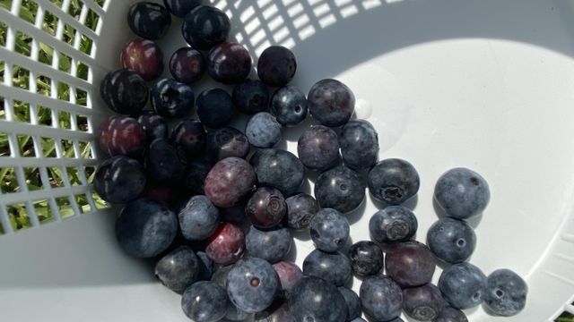 Want to pick your own blueberries? The season begins now! 