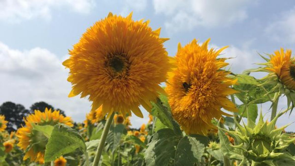Hill Ridge Ridfe Farm Take the Kids: Stretch out and play outside at Hill Ridge Farms ...