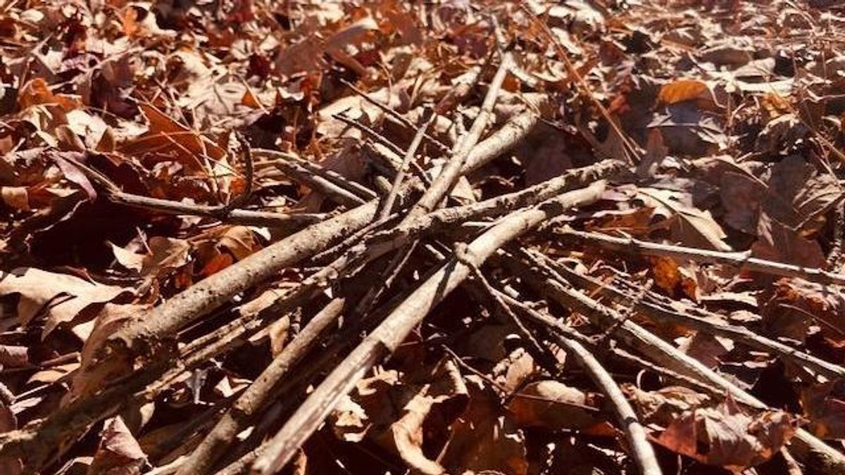 Go Ask Dad: Twig Therapy