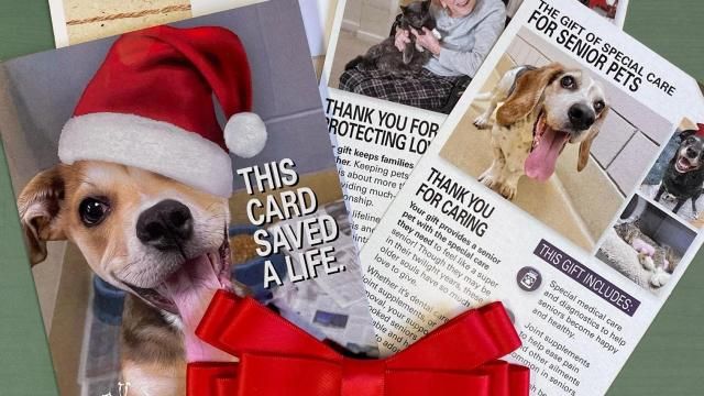 Giving Your Dog Holiday Presents