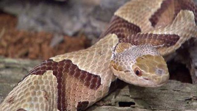 Poisonous snake bites are rare but serious