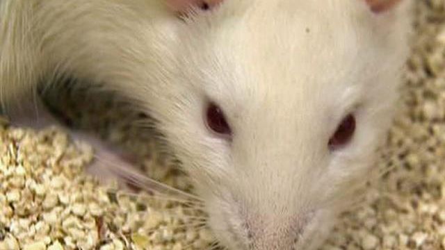 Wild rats tools of Duke researchers