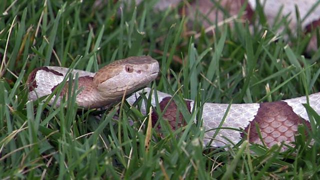 Snake bites common in N.C.