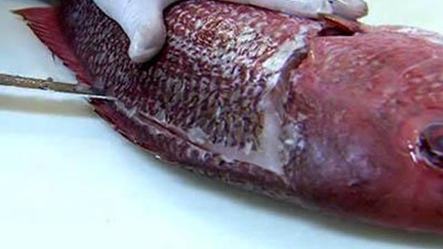 Chef demonstrates the proper way to filet a fish