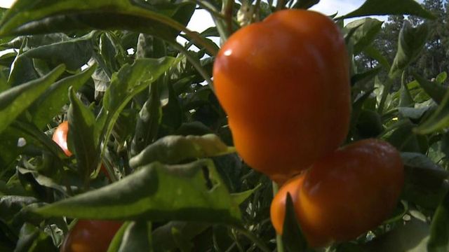 Vegetable garden provides healthy bounty on the cheap