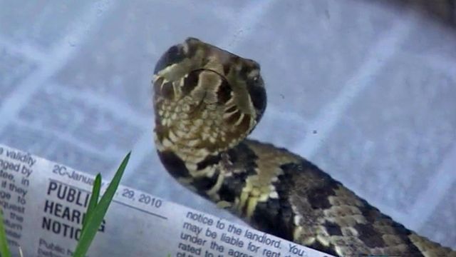 Copperheads to blame for most poisonous snake bites in NC