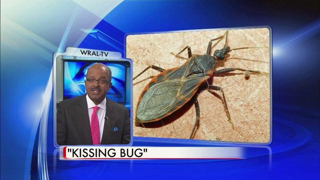 'Kissing bug' spreads infection in South America