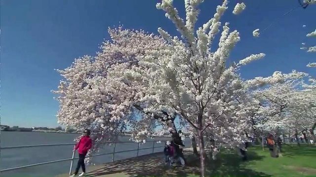 Q&A: Spring allergy season picks up as grass pollen emerges