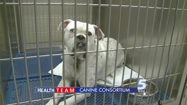 Duke, NC State partner to fight cancer in dogs