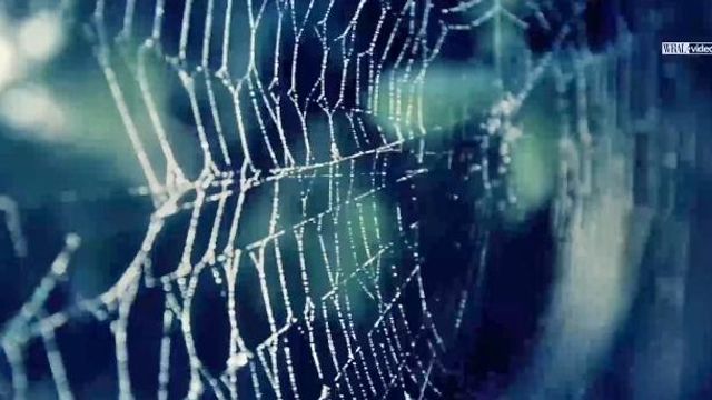 Spider silk could be used as artificial skin for human wounds 