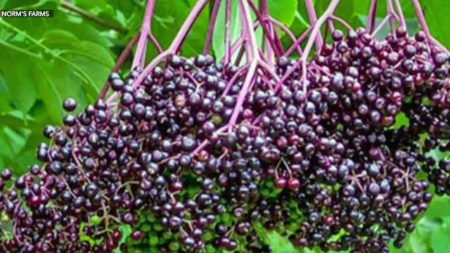 Have you tried elderberry to prevent a cold? Local farms produces immune boosting syrup