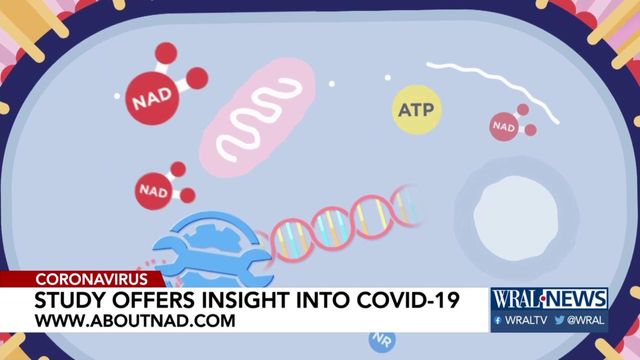 Study offers insight into coronavirus
