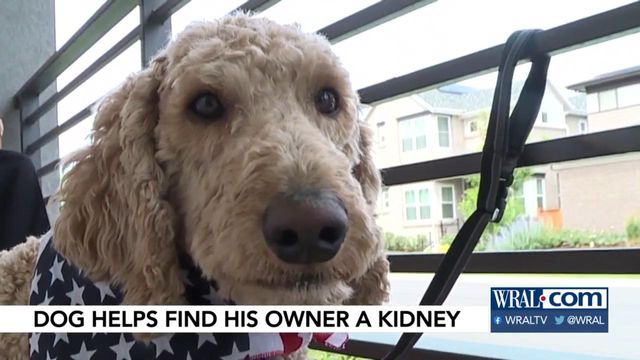 Dog helps find his owner a kidney