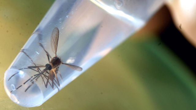 Mosquito with EEE virus discovered at Fort Fisher