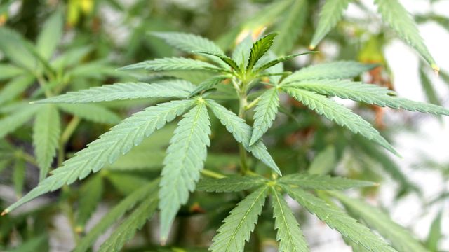 Effort for medical marijuana legalization stalls in NC legislature